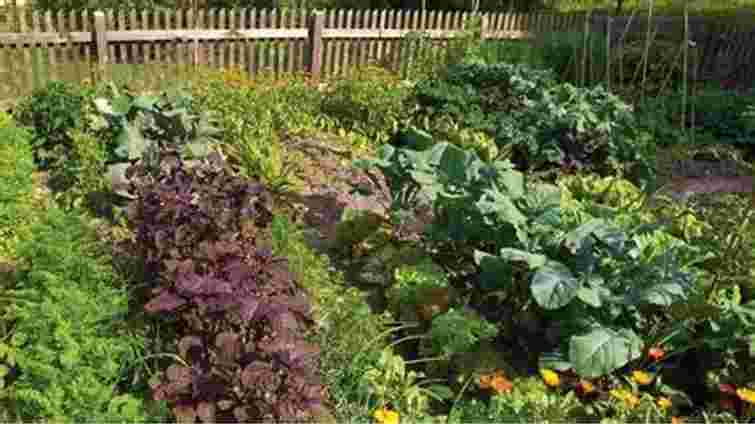 Це шкодить не лише вашому городу та врожаю, а й здоровʼю: топ-6 помилок садівника




