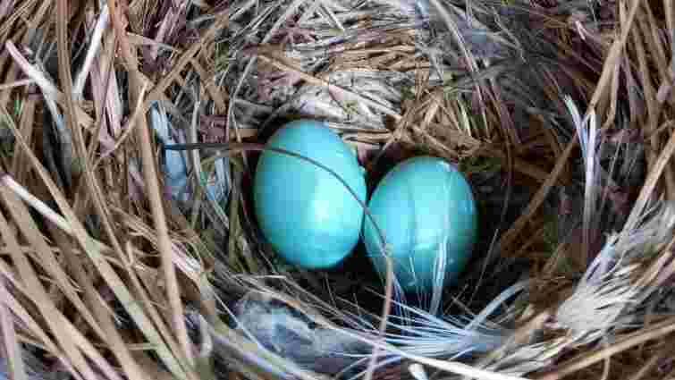 Які кури несуть блакитні яйця: добірка незвичних порід 