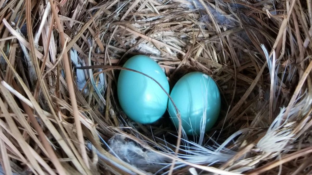 Які кури несуть блакитні яйця: добірка незвичних порід 