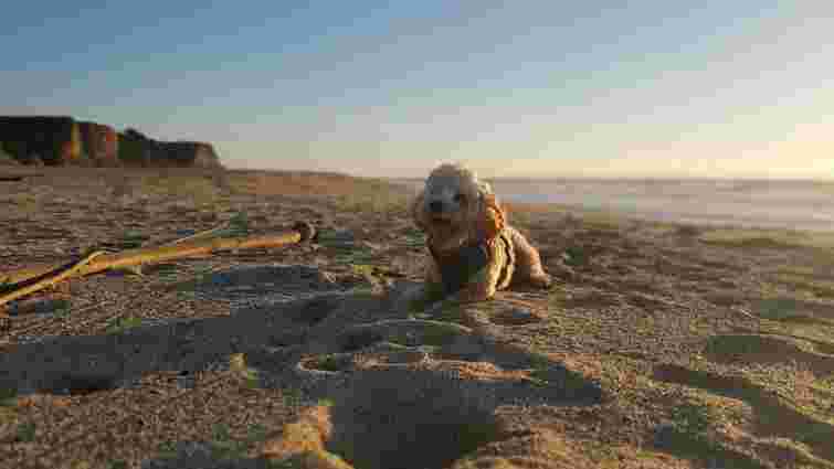 Що робити, якщо ваш собака їсть пісок: можливі причини та як відучити улюбленця
