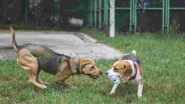 Чи можна собакам гратися з пластиковими пляшками: несподівана відповідь