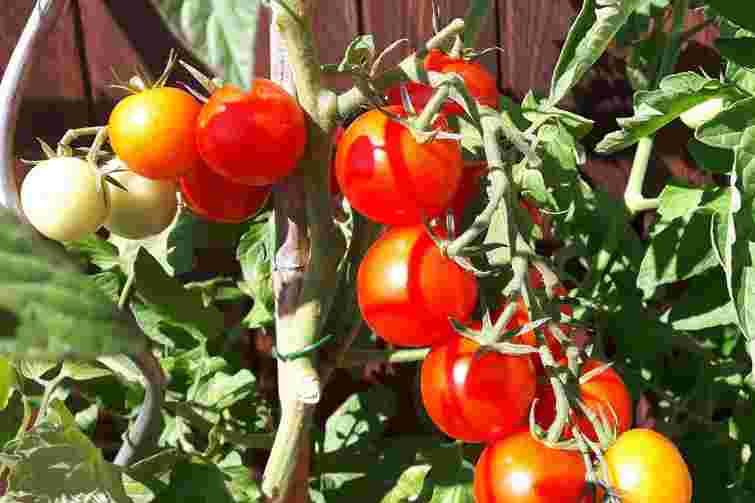 Як прискорити дозрівання помідорів: 5 найдієвіших безкоштовних способів