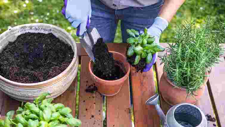 Вазони краще ростимуть, якщо пересаджувати їх у ці дні тижня: перелік

