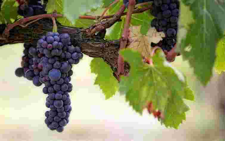 Не бояться ні холоду, ні спеки: три найбільш стійкі сорти винограду для вашого саду