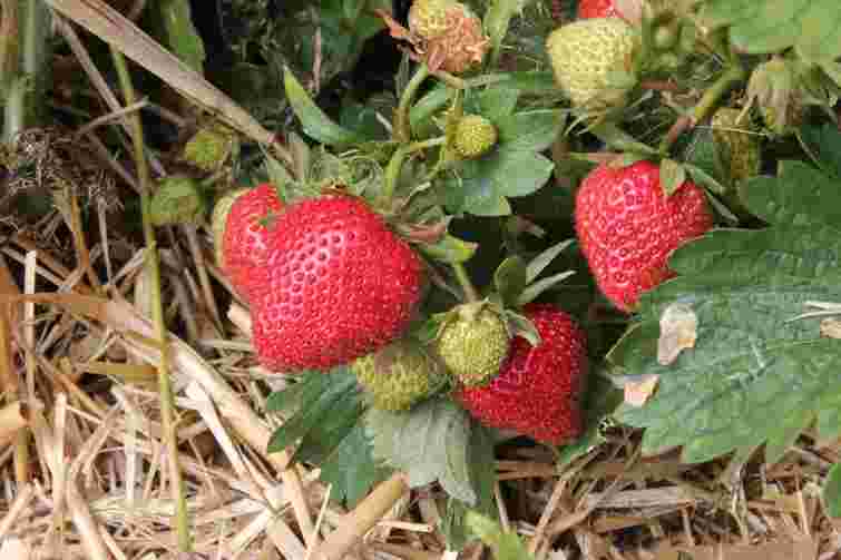 Полуниця буде велика, солодка і неушкоджена: усе про мульчування кущів у червні
