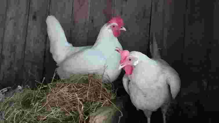 У пташнику стало занадто вогко: чим це загрожує птиці і як уникнути проблеми