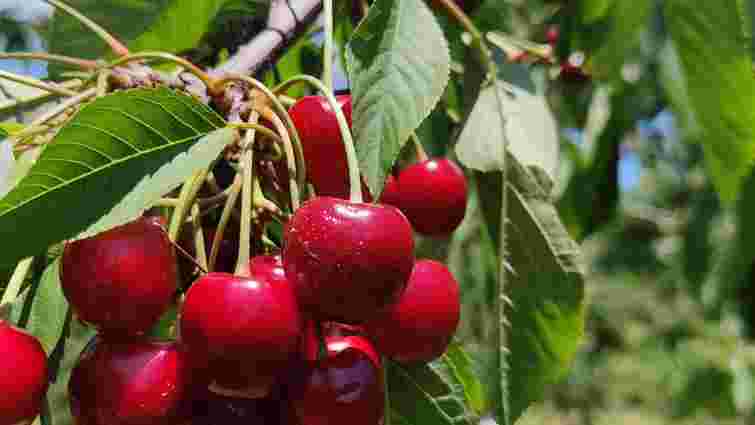 Усі червʼяки зникнуть: чим потрібно обробити черешню, щоб врятувати врожай