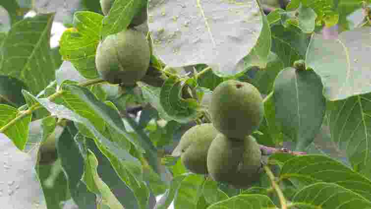 Чому не варто садити біля хати горіх: народні прикмети і реальні негативні наслідки