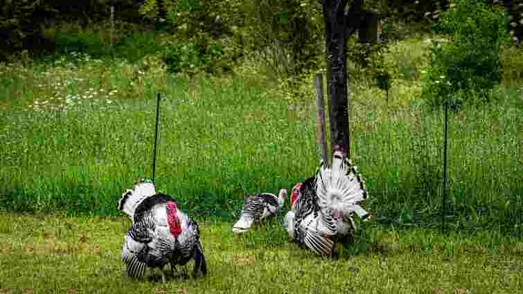 Кропива, кульбаба чи лобода: яку траву можна давати індикам