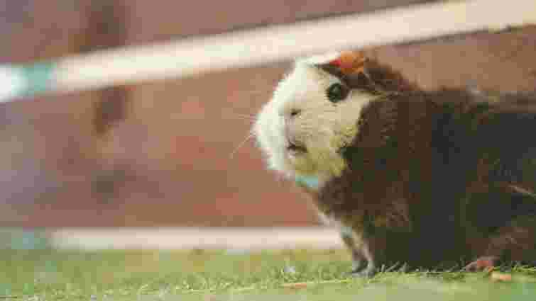 У морської свинки раптом випадає шерсть: у чому причина і як лікувати