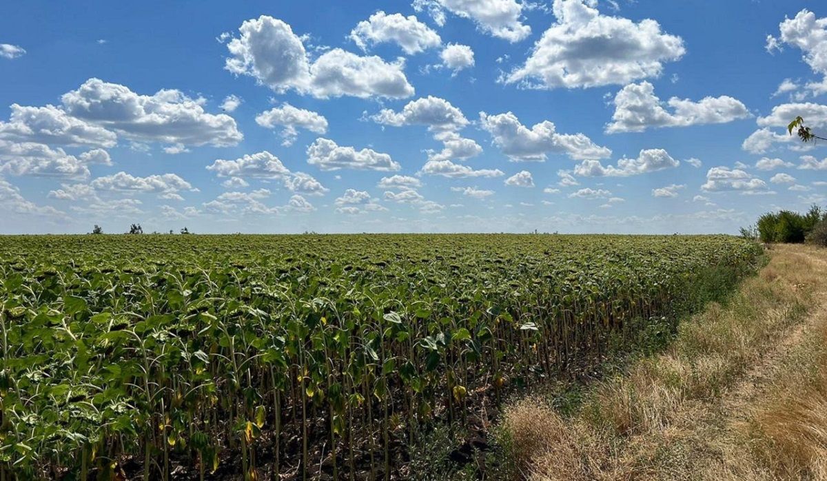На Дніпропетровщині фермери засіяли 100 га танкового полігону