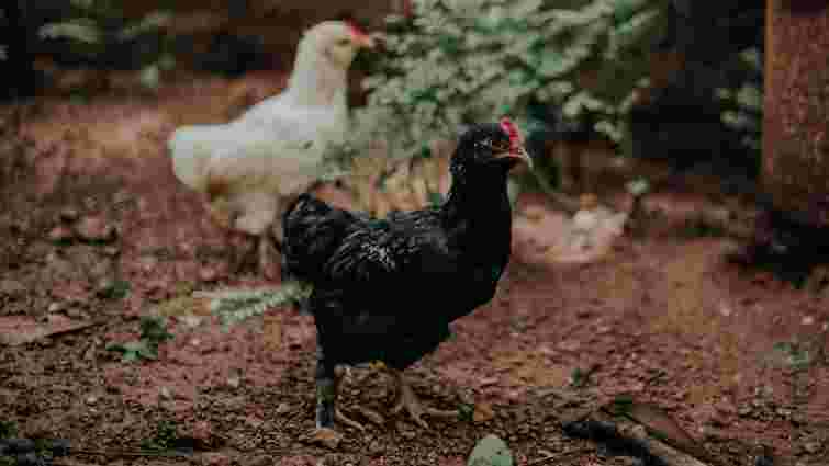 Топ-9 помилок у вирощуванні курей, які допускають навіть досвідчені фермери