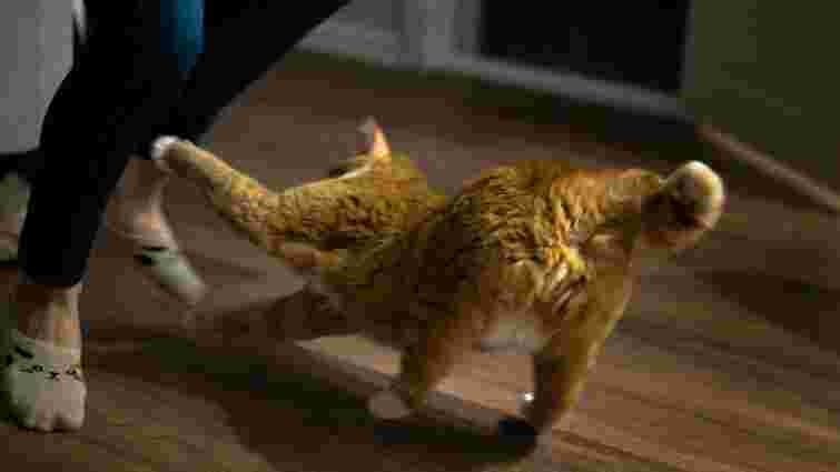 Чому кішки нападають на ноги господарів: 8 несподіваних причин 