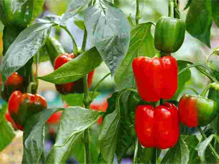 Попередники мають значення: після яких овочів треба садити перець для кращого врожаю

