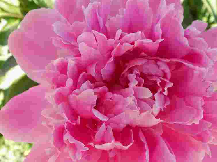 Розкішний сад без зайвих зусиль: топ-8 витривалих рослин і квітів, які варто посадити

