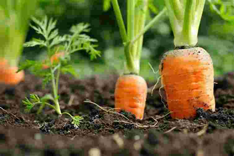 Виросте велика, хрумка і соковита: чим підживити моркву у червні