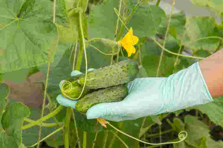 Бур'яни допоможуть виростити великі і хрумкі огірки: як приготувати добриво