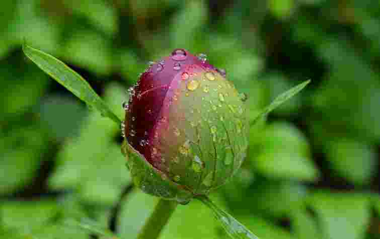 Півонії взагалі не цвітуть: топ-5 найчастіших помилок під час вирощування