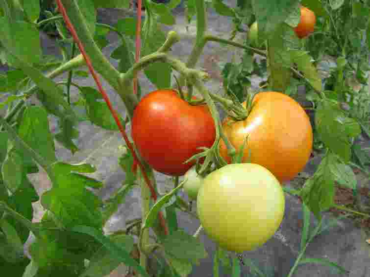 Отримаєте урожай помідорів на місяць раніше: як приготувати прискорювач росту

