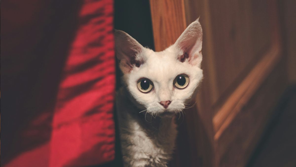 Підкорять ваше серце з першого погляду: 10 порід котів з великими вухами 