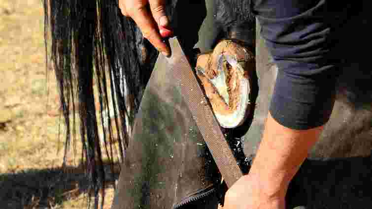 Як часто слід перековувати коня: поради для власників 