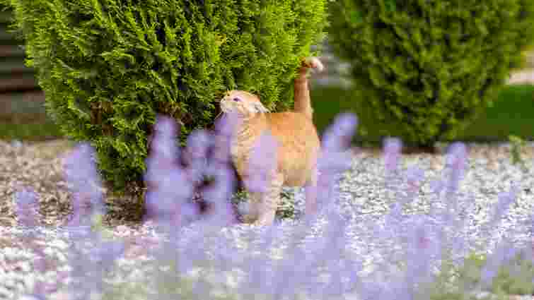 Лаванда може бути смертельно отруйною для котів: як убезпечити улюбленця