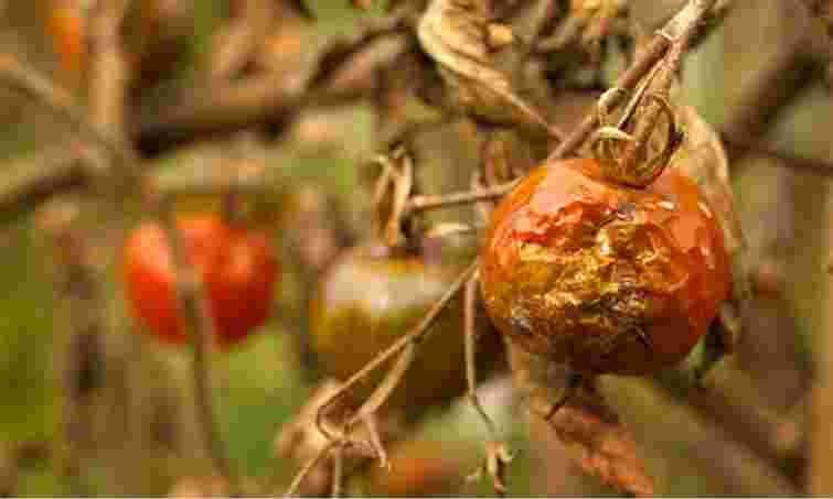 Не викидайте зіпсовані помідори: як їх можна використати в саду та на городі з користю