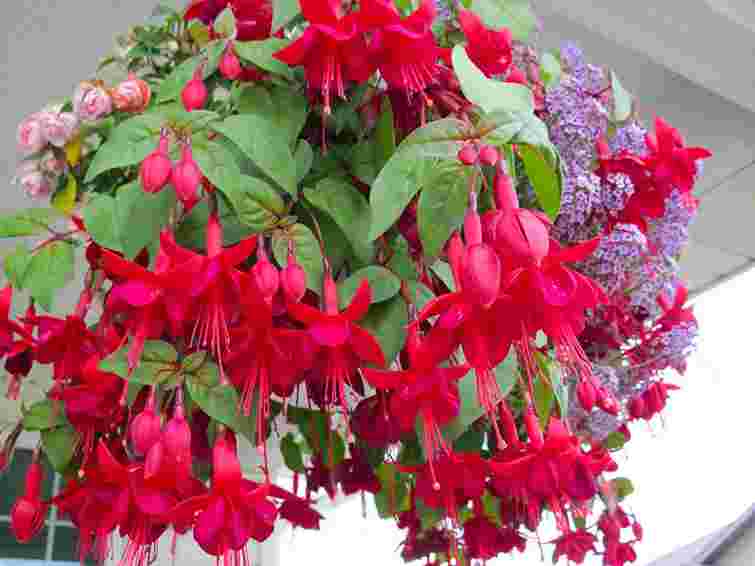 Фуксія не цвіте: як виправити ситуацію і забезпечити пишне цвітіння

