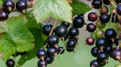 Чорна смородина: чотири причини, чому ця ягода повинна бути у вашому раціоні