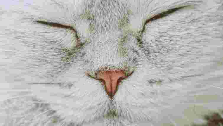 Кота вжалила бджола або оса: як розпізнати укус і допомогти улюбленцю