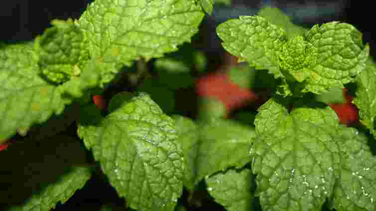 Як засушити м'яту і не зіпсувати її: три перевірені способи Як засушити м'яту і не зіпсувати її: три перевірені способи