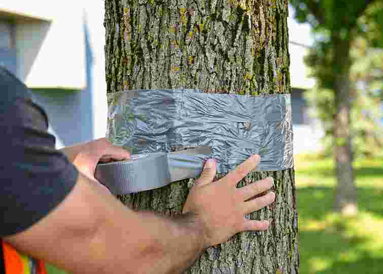 Ловчий пояс для дерев врятує сад від шкідників: як його зробити самостійно
