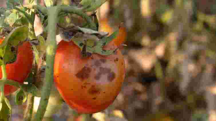 Бура плямистість на томатах: як розпізнати та ефективно боротися Бура плямистість на томатах: як розпізнати та ефективно боротися
