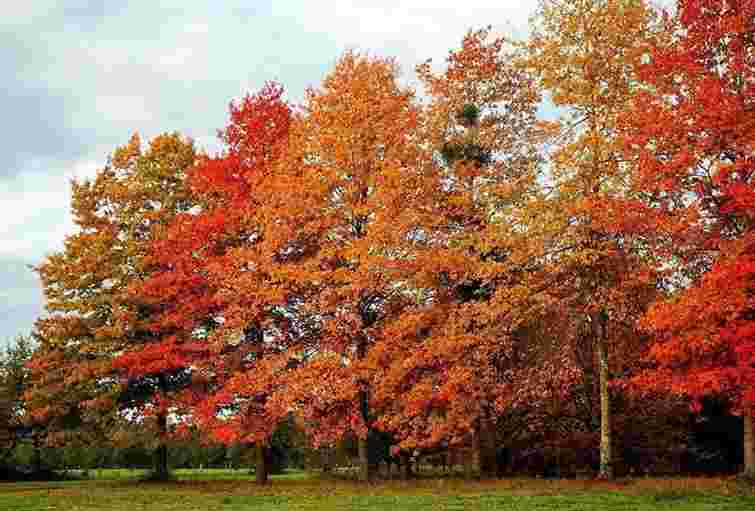 На Тернопільщині райагроліс заплатить 700 тис. грн за зрубані 80 дубів