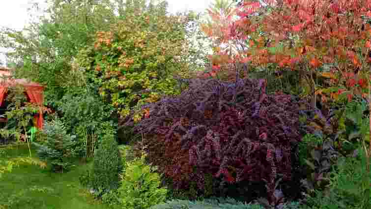 Сад буде яскравий навіть без квітів: правила дизайну рослин з декоративним листям Сад буде яскравий навіть без квітів: правила дизайну рослин з декоративним листям