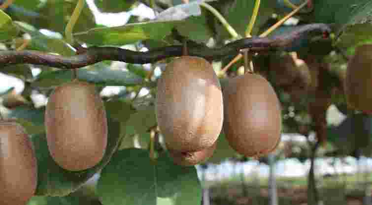 Ці екзотичні фрукти можна легко виростити у своєму саду: перелік та поради