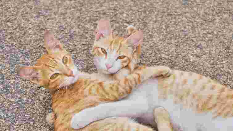 Як подружити двох котів в одному домі: дієві поради для господарів