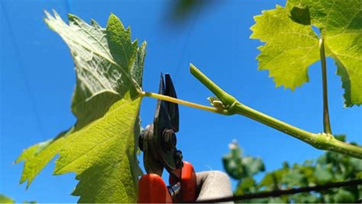 Ніколи не робіть цього при обрізці винограду: загубите кущ
