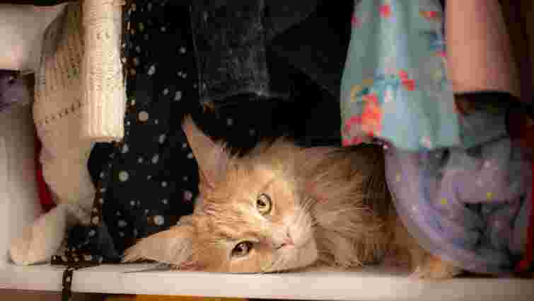 Від ролика до пилососа: найефективніші способи прибрати шерсть тварин з одягу 