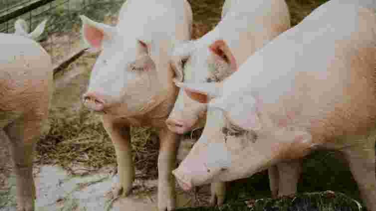 Чим треба годувати свиней, щоб вони швидко росли і набирали вагу
