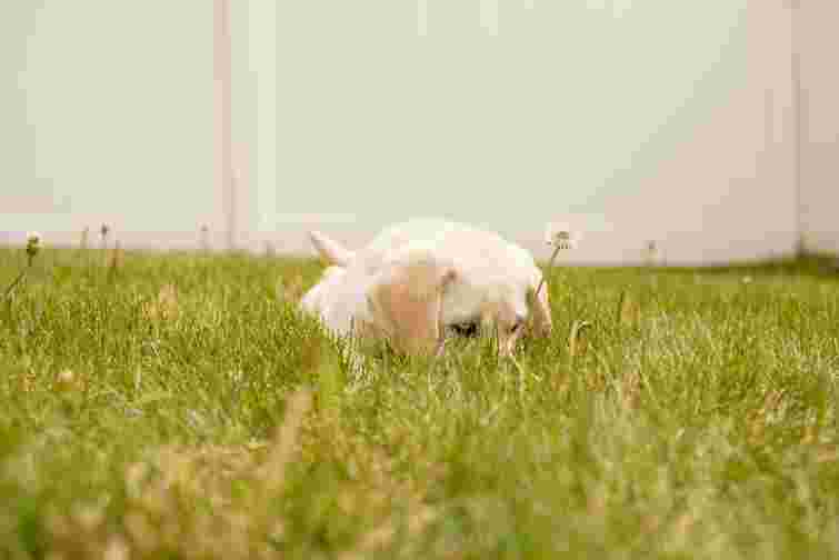 В Австрії запровадять обов’язкові курси для охочих завести собаку