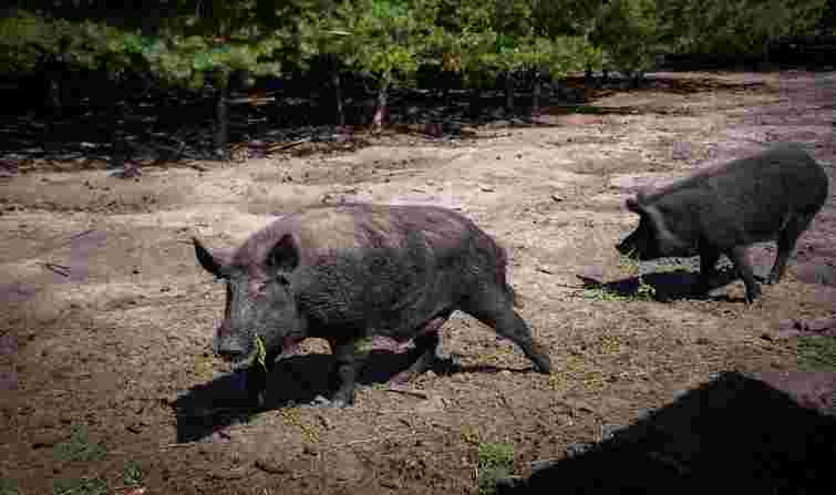 Претендента на 11 тис. га мисливських угідь на Львівщині запідозрили у зв’язках з регіоналами