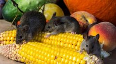 До реанімації інфекційної лікарні Львова потрапив 68-річний чоловік з лептоспірозом