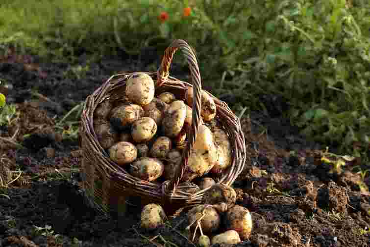 Підживлення картоплі у червні – вирішальне для врожаю: які добрива потрібні