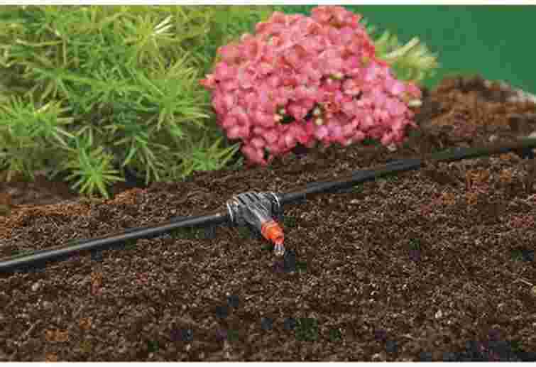 Нижній полив огірків гарантовано підвищить врожайність: як його організувати вдома