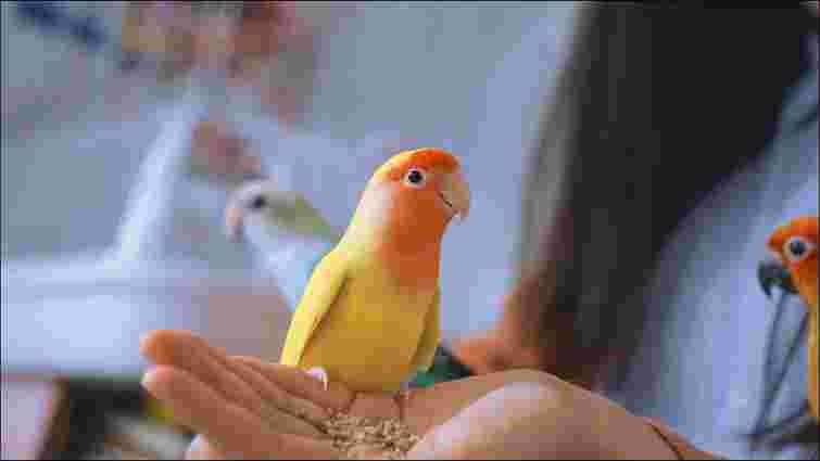 Як зрозуміти, що ваш птах впав у депресію: ознаки, які не можна ігнорувати