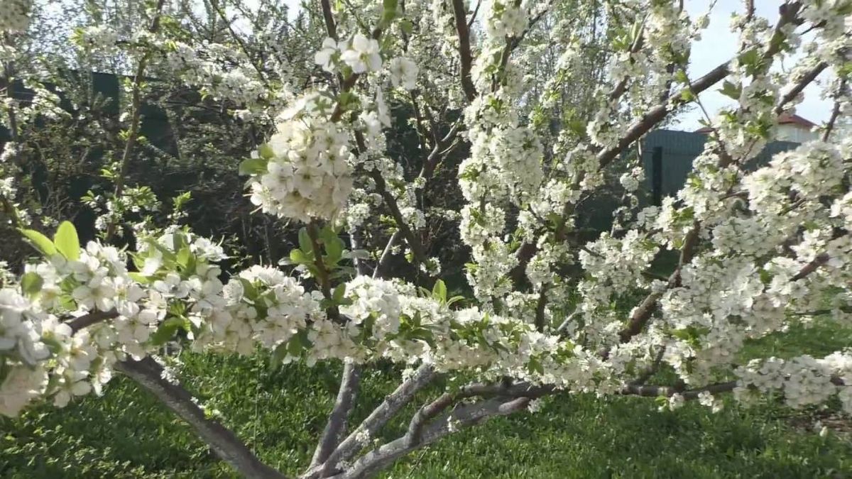 Черешня рясно цвіла, але ягід взагалі немає: у чому проблема і як це виправити