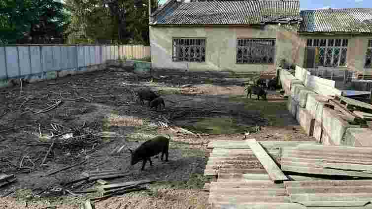 Львівський бізнесмен організував розведення свиней у житловій зоні Брюховичів