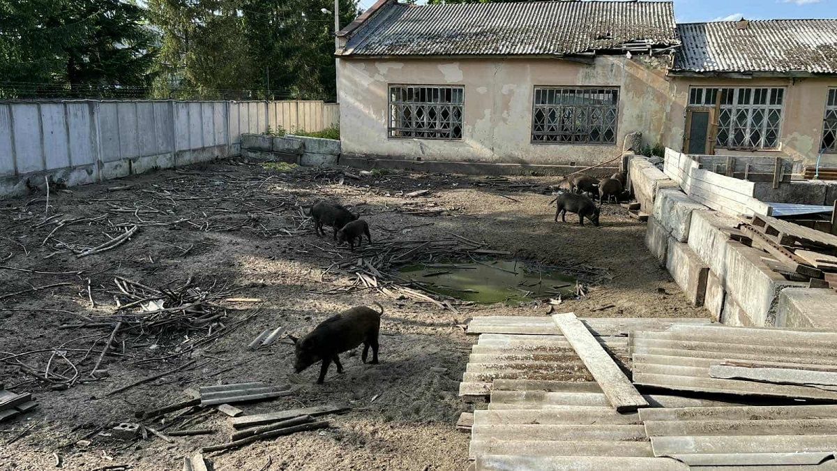 Львівський бізнесмен організував розведення свиней у житловій зоні Брюховичів