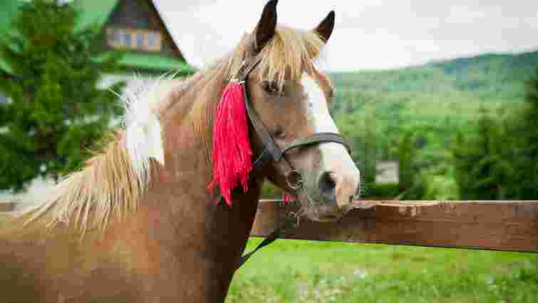 Коні, як допомогли збудувати Карпатську астрономічну обсерваторію